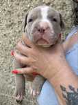 Amerykański Pit bull Terrier - ostatni chlopczyk