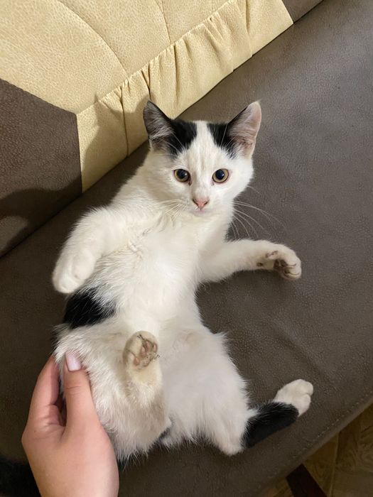 Котики в добрі руки