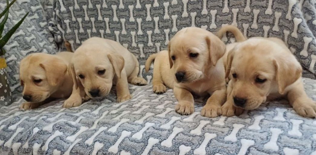 Piesek rasy Labrador