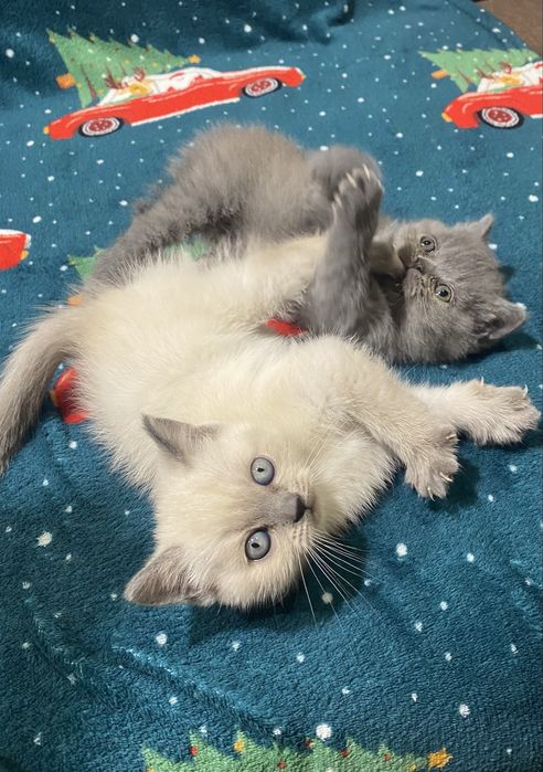 Продам чистокровних шотландських плюшевих кошенят