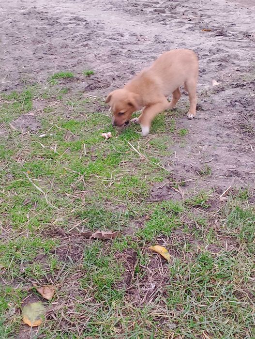 Oddam szczeniaki w dobre ręce