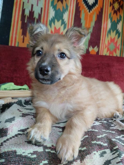 Візьміть маленьке чудо в дім! Хлопчики та дівчатка є