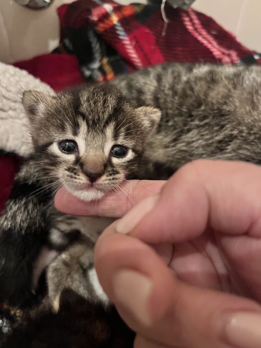 Dois gatinhos para dar