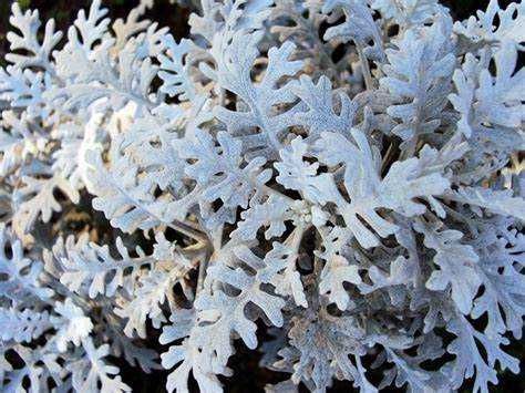 Mrozy sadzonki -Flora Szczecin