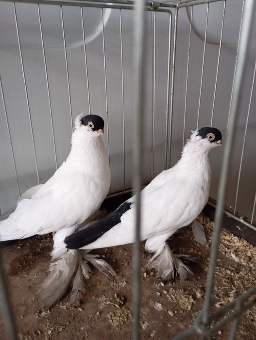 Krymki białostockie