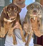 American bully lilac tri samiec abkc