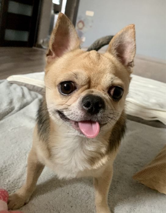 Кобель чіхуахуа запрошує дівчат на в‘язку