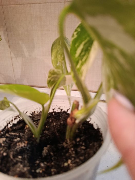 Монстера Альба мраморна