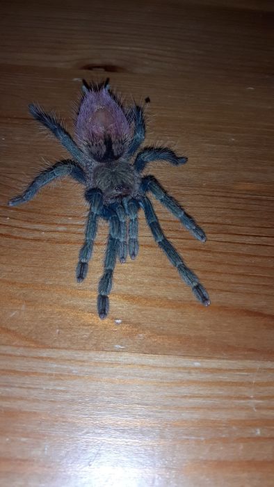 Trixopelma ockerti Samica