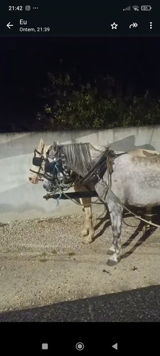 Para venda égua com 7 anos