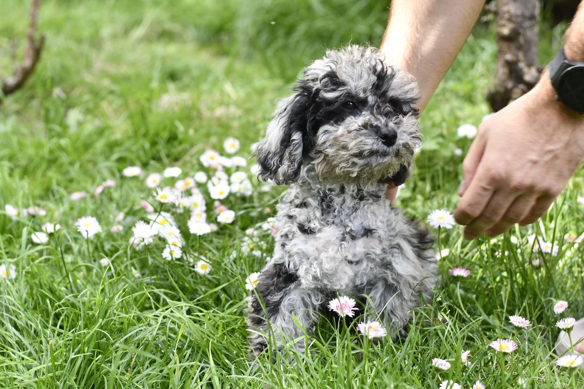 Pudel Miniaturowy Blue Merle wyjątkowa maść chłopiec gotowy do odbioru