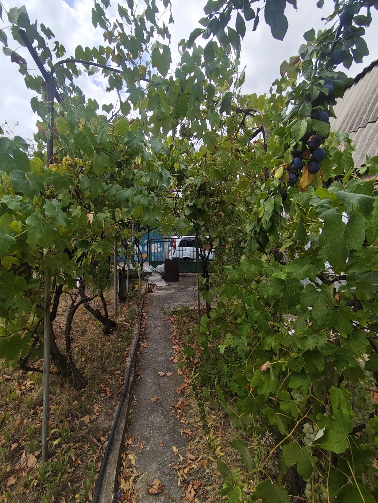 Продам дачу в Лесничестве (за Разумовкой)
