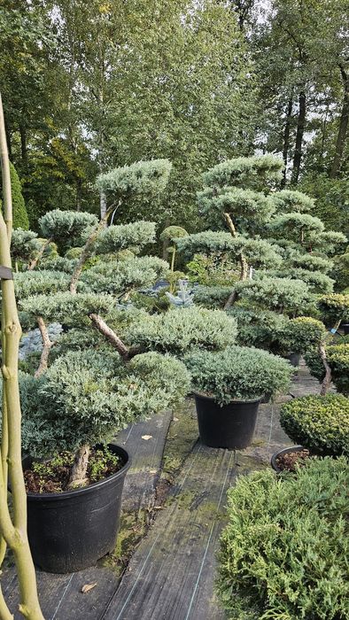 Bonsai jalowce hetz,cisy