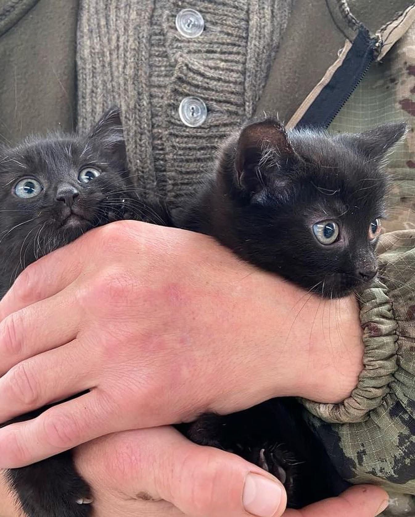 Черные котята бесплатно