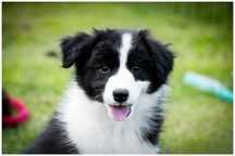 Border Collie FCI / ZKWP