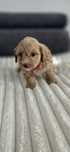 Maltipoo f1 sunia red