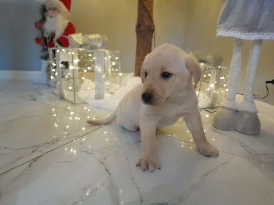 Labrador szczeniak biszkoptowy