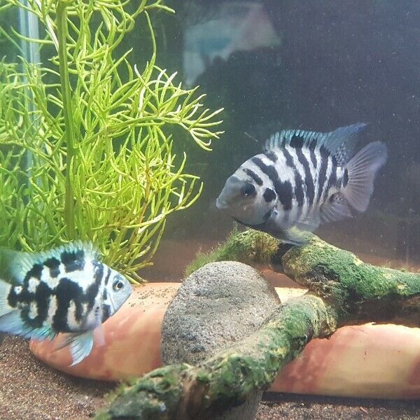 Попугай голуба панда рибка акваріумна