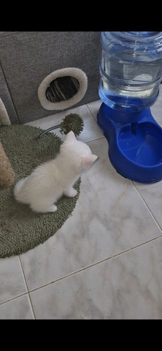 Scottish straight macho