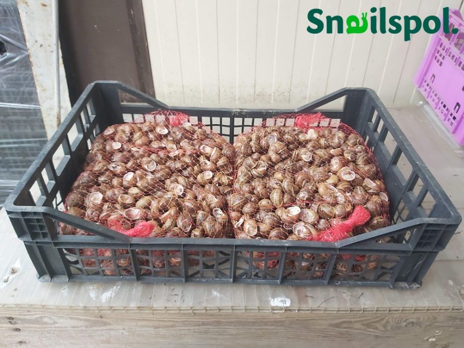 Skup ślimaków / Muller 1kl 13zł-15zł, 2kl 8zł /Maxima/Got.Przele100%