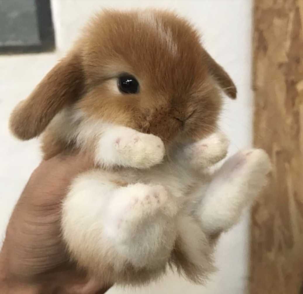 KIT Coelhos anões mini Lop(orelhudos) muito dóceis