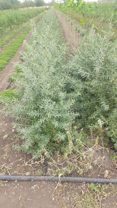 Саженци плодових дерев