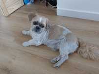 Oddam za darmo psa rasy Shih tzu