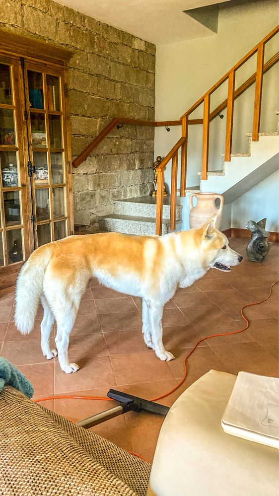 Caes Para adoção Akita Inu 3 anos