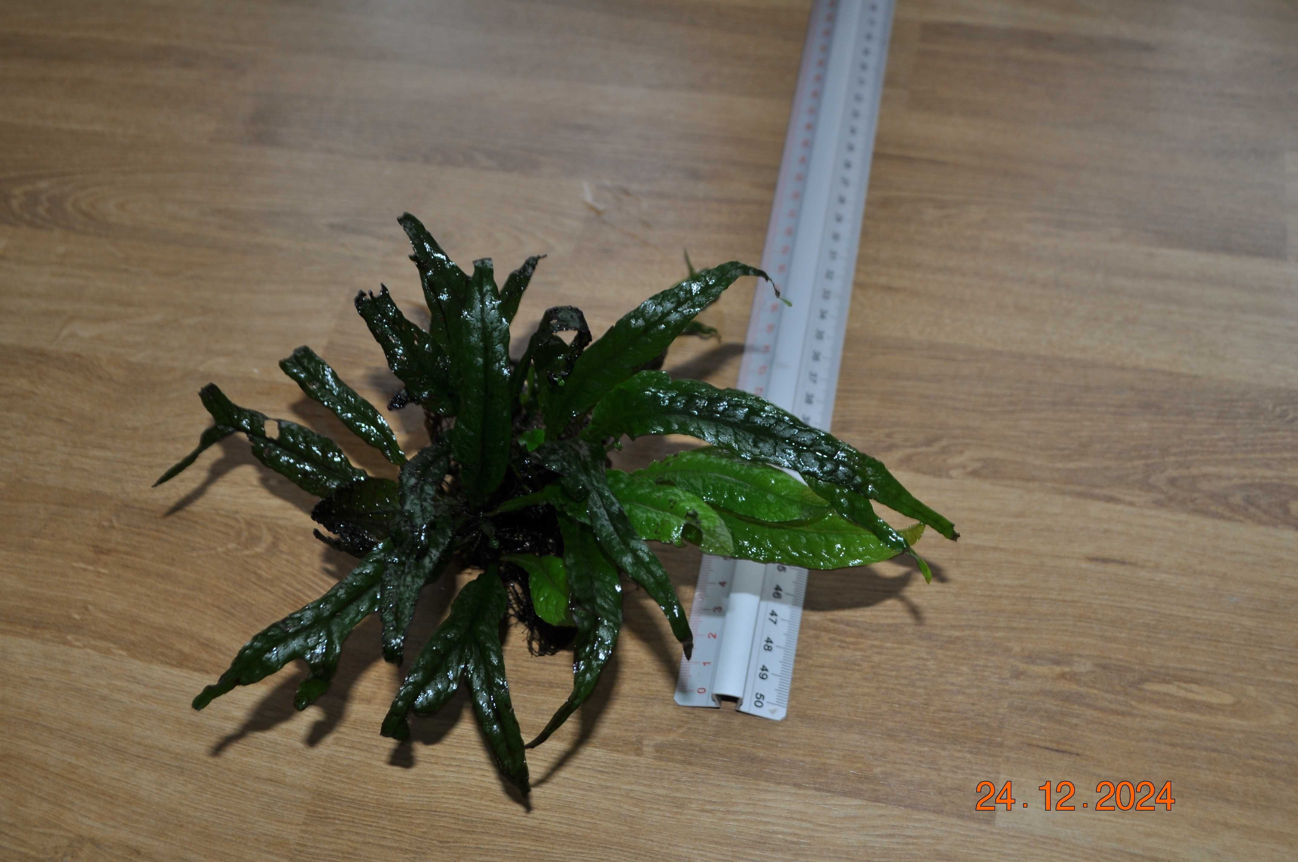 Microsorium Sp. Thor Hammer, Pteropus, Latifolia na korzeniu kamieniu