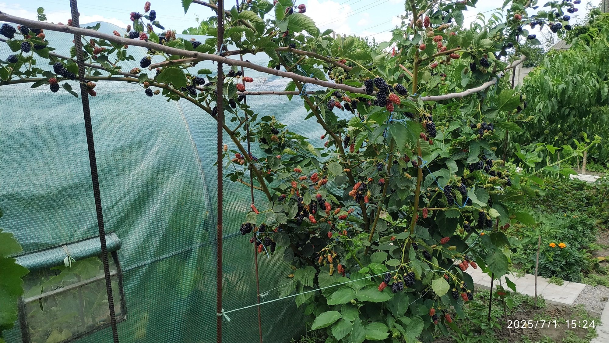 Ежевика Ожина Саженцы Крупноплодная