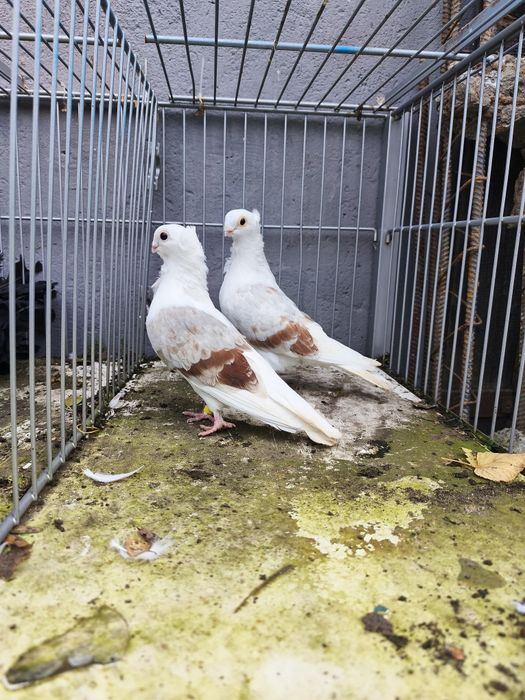 Newki para gołębie