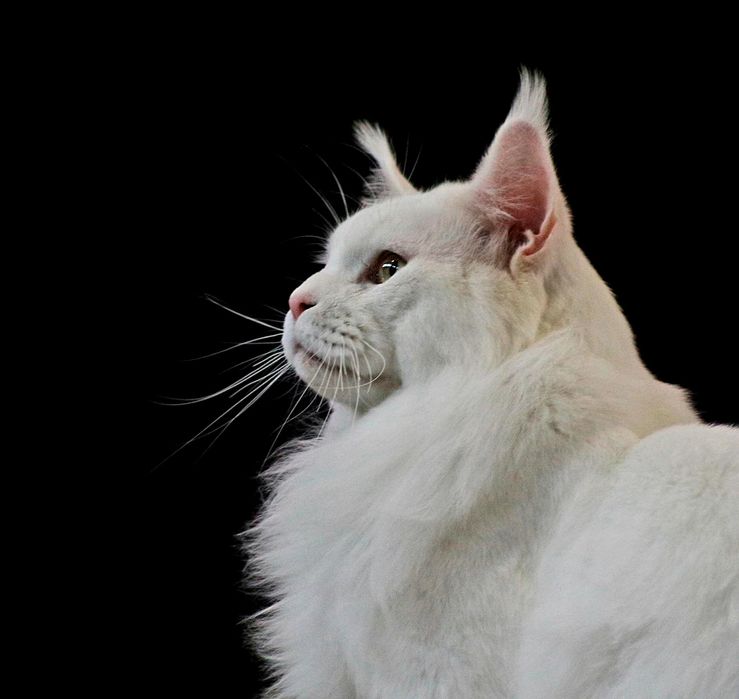 Котик породи Мейн кун