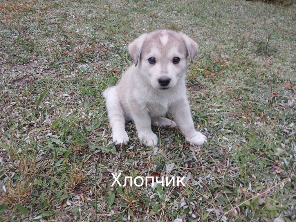 Подарую Хасенят в добрі руки