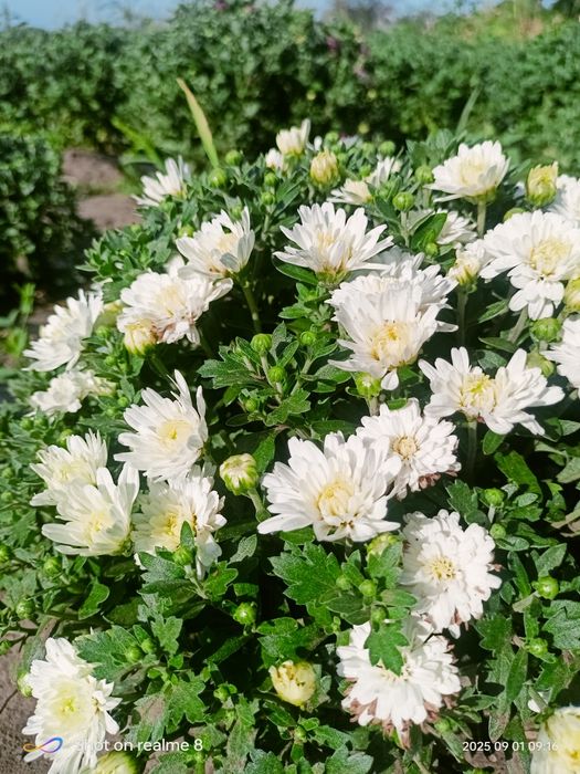 Хризантема мультифлора, корейська кущова. Багаторічні Квіти