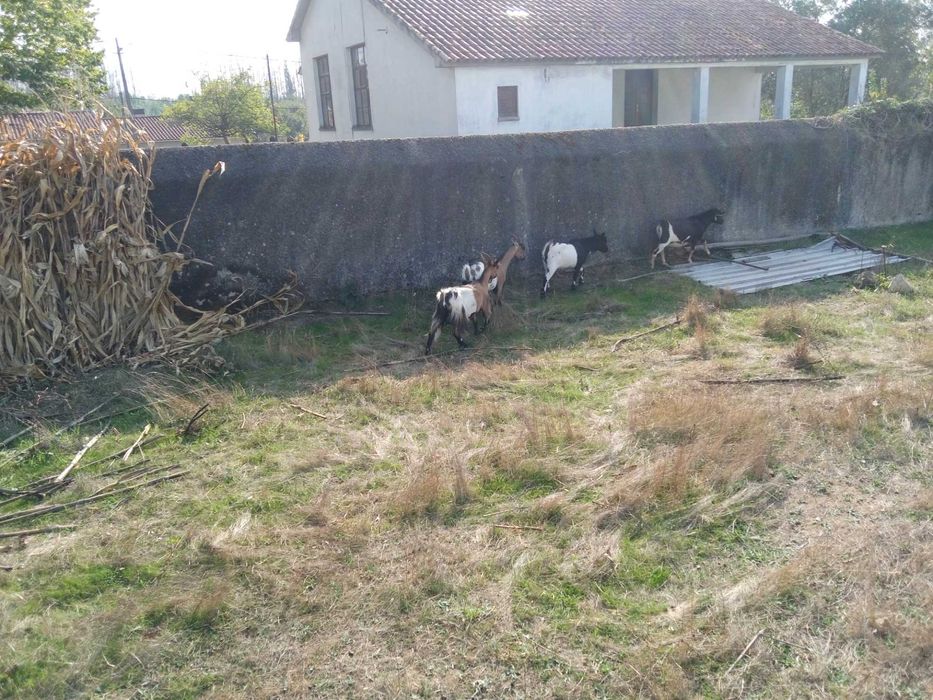 Vendo cabras anas