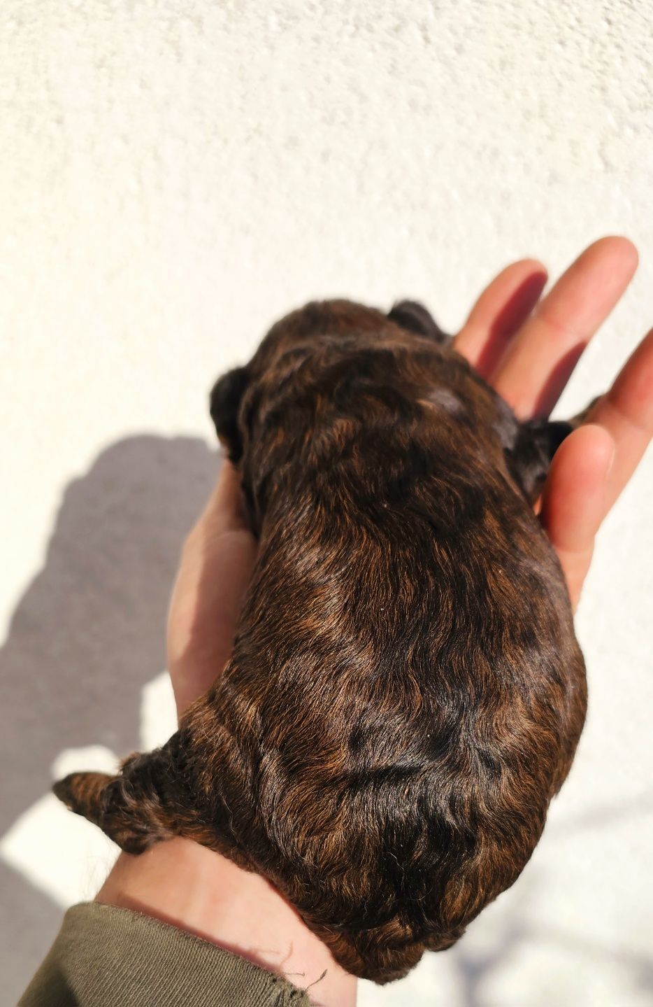 Cavapoo  f1 mini piesek piękne kolory