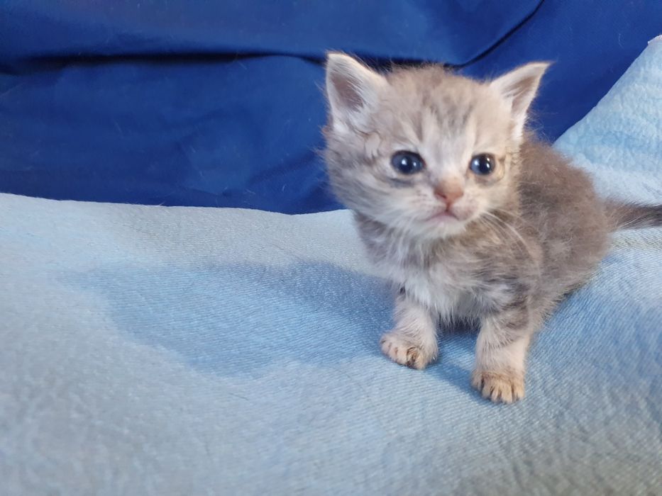 Шатланская кошечка