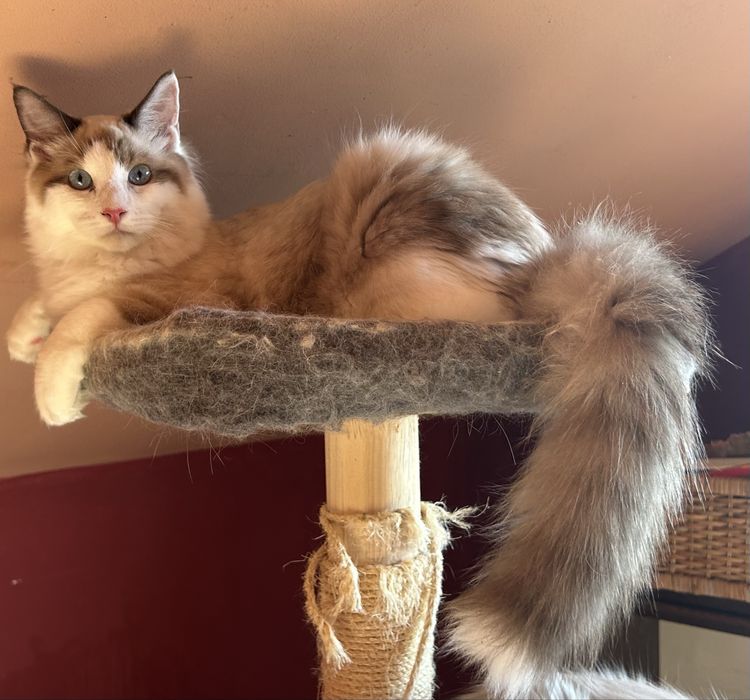 Szeryf  kocurek ragdoll seal bicolour