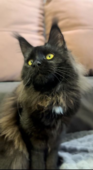 Дівчинка мейн кун в розведення