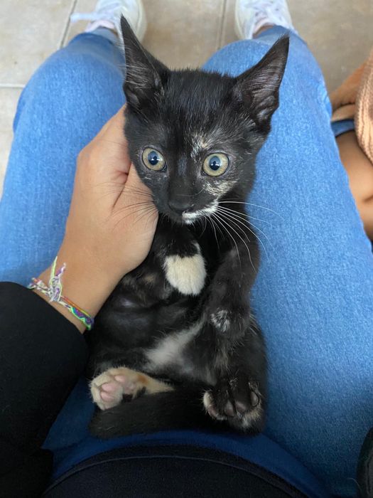 Gatinha bebe tartaruga para adoção