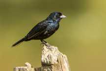 Tiziu (Volatinia jacarina) Fauna Brasileira Tizil