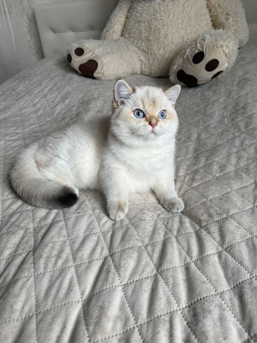 Prostoucha szkocka kotka