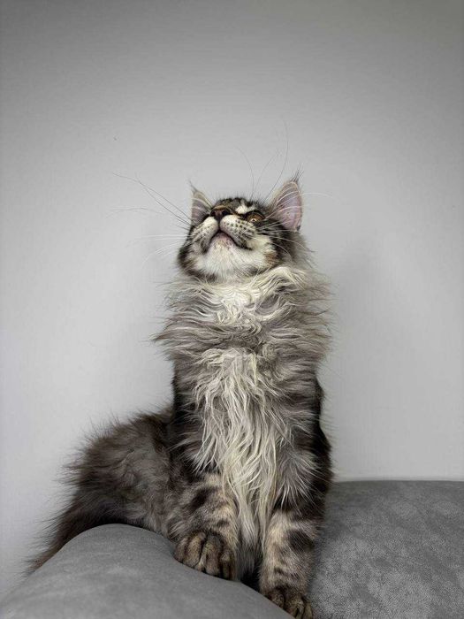 Хлопчик мейн-кун сріблясто-мармурового забарвлення з всіма Документами