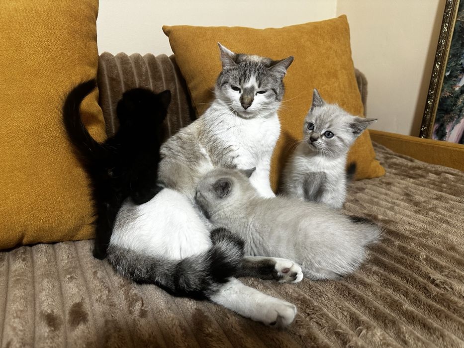 Сіамські кошенята