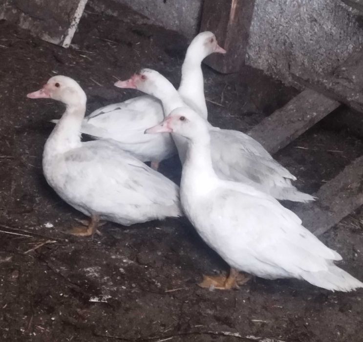 Sprzedam tegoroczne kaczki