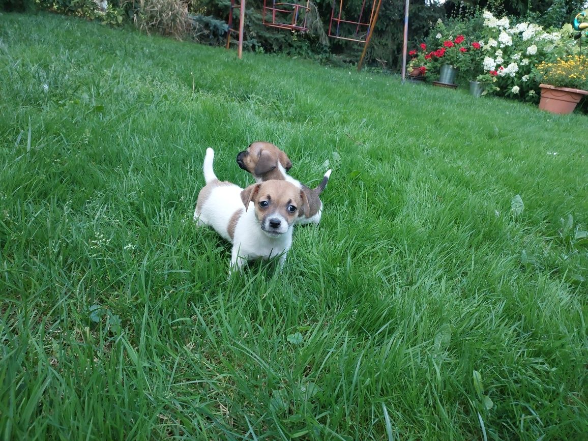 Jack Russell Terrier- suczka