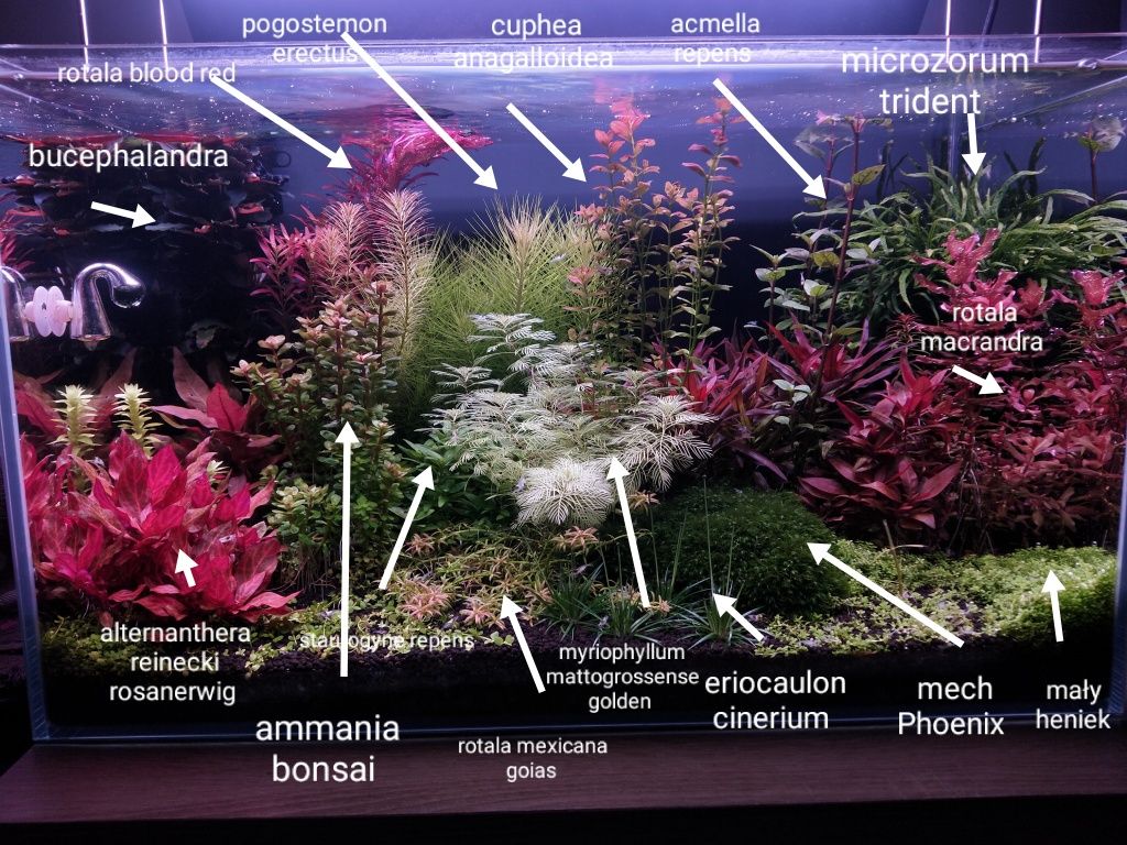 Myriophyllum mattogrossense Golden