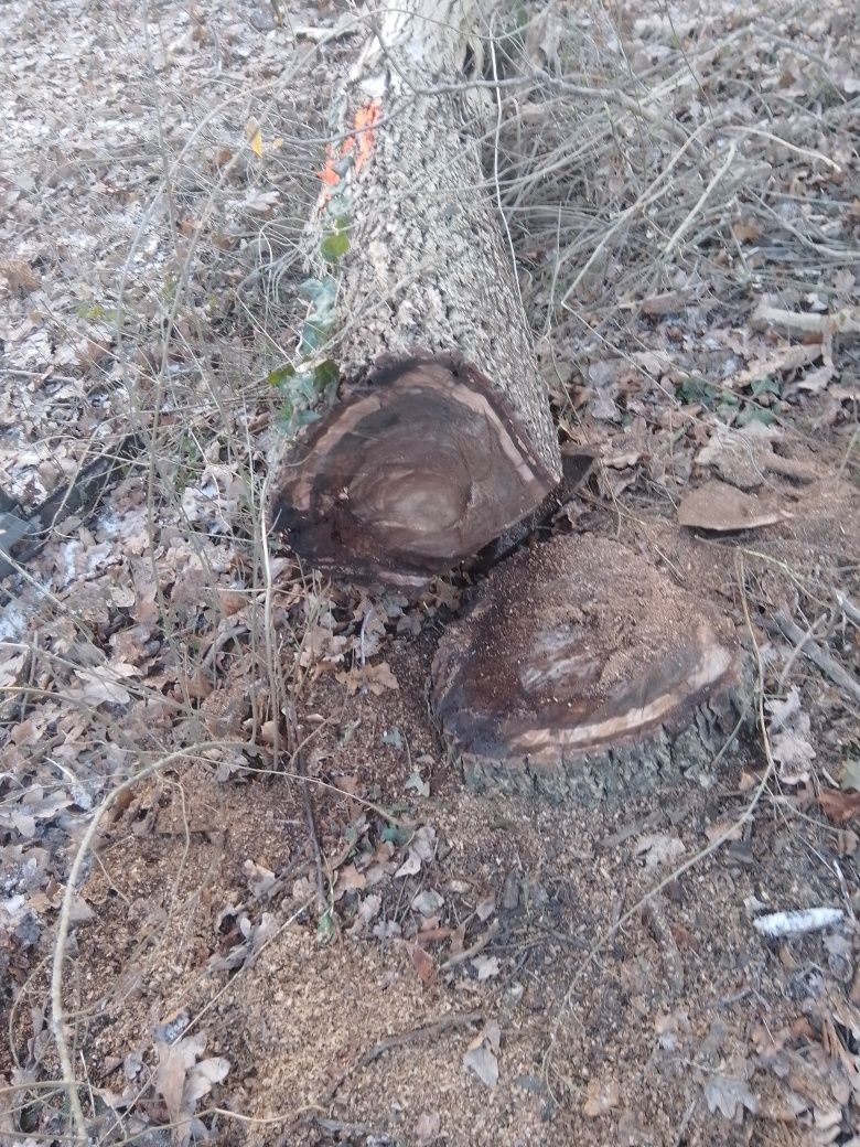 Wycinka drzew krzewów koszenie sprzątanie