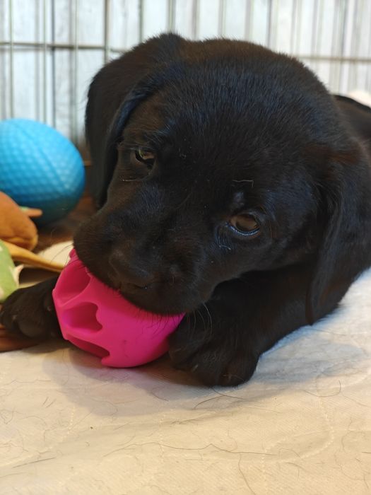 Labrador Retriever Suczka Związek Kynologiczny w Polsce