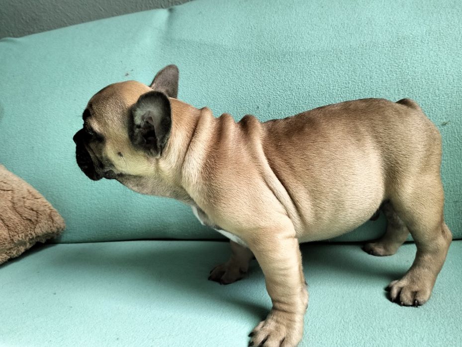 Cudowna suczka  buldog francuski biszkoptowy.